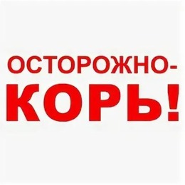 Осторожно – КОРЬ!